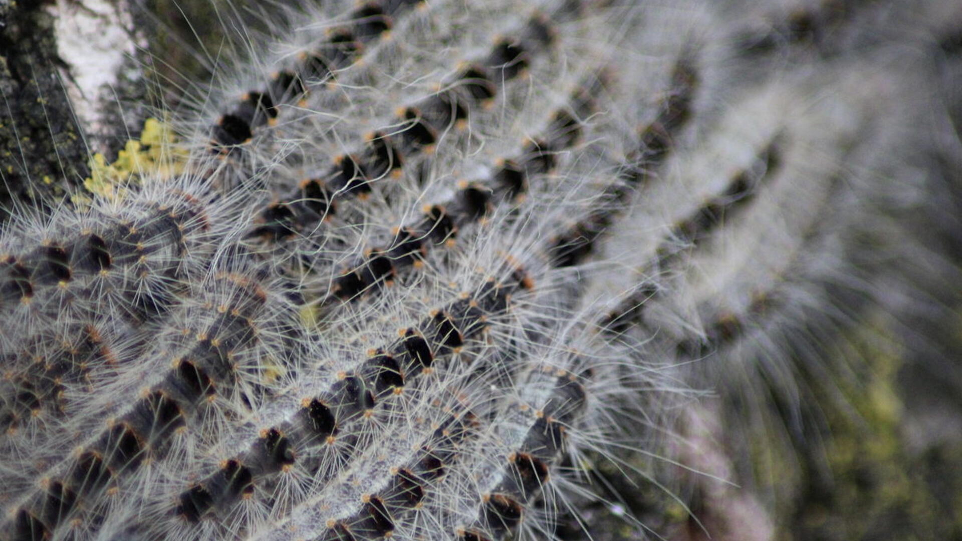 1200px-Thaumetopoea_processionea,_closeup.JPG